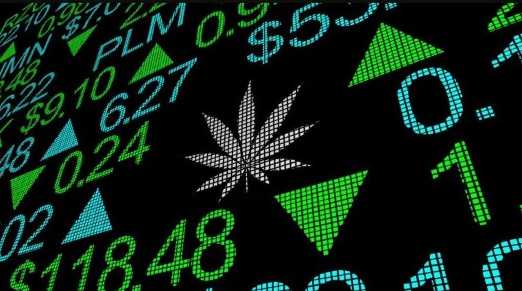 Cannabis: Valuation de qualidade e transparência são diferenciais para atrair investidores