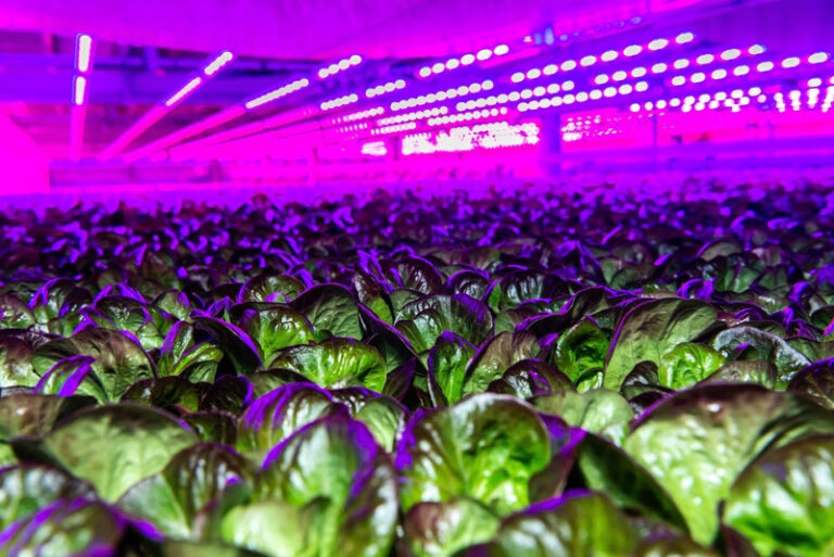 Indoor Farm