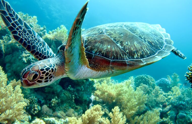 Dahua ajuda a conservar as tartarugas marinhas usando câmeras ecológicas