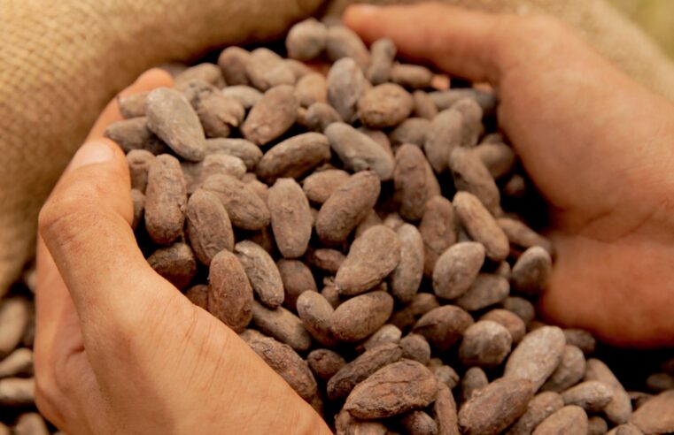 Tokens da natureza avançam como novo modelo de investimento na bioeconomia