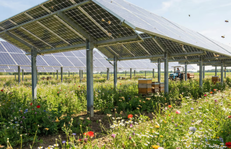 O milagre das abelhas: Como painéis solares em fazendas estão salvando a biodiversidade